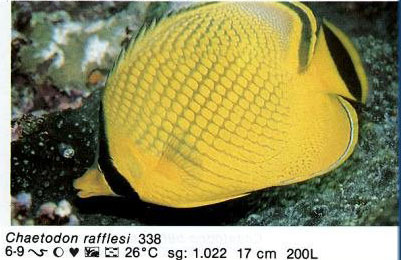 Chaetodon rafflesi